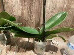 In Spike Phalaenopsis Miki Chilli Large Flowers (4.5" pot) - Image 10