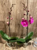 In Spike Phalaenopsis Miki Chilli Large Flowers (4.5" pot) - Image 6