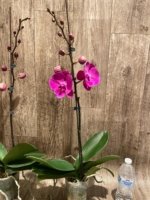 In Spike Phalaenopsis Miki Chilli Large Flowers (4.5" pot) - Image 8
