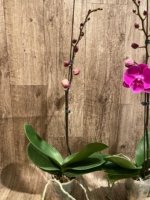 In Spike Phalaenopsis Miki Chilli Large Flowers (4.5" pot) - Image 7