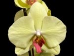 Double Spikes Phalaenopsis Fuller’s Sunset OX (4.5" pot)