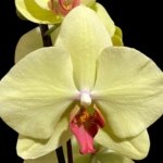 Double Spikes Phalaenopsis Fuller’s Sunset OX (4.5" pot)