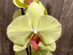 Double Spikes Phalaenopsis Fuller’s Sunset OX (4.5" pot) - Image 2