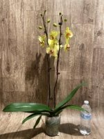 Double Spikes Phalaenopsis Fuller’s Sunset OX (4.5" pot) - Image 9