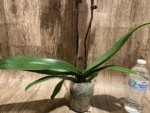 Double Spikes Phalaenopsis Fuller’s Sunset OX (4.5" pot) - Image 10