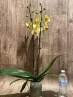 Double Spikes Phalaenopsis Fuller’s Sunset OX (4.5" pot) - Image 8