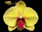 In Spike Phalaenopsis I-Hsin Sun Pie (4.5" pot)