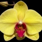 In Spike Phalaenopsis I-Hsin Sun Pie (4.5" pot)