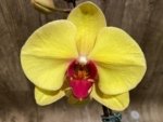 In Spike Phalaenopsis I-Hsin Sun Pie (4.5" pot) - Image 3