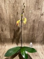 In Spike Phalaenopsis I-Hsin Sun Pie (4.5" pot) - Image 5