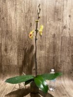 In Spike Phalaenopsis I-Hsin Sun Pie (4.5" pot) - Image 6