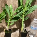 Cycnoches Cygnus Atratus 'lo' x Cyc. barthiorum 'Jungle Mist Freckles' AM/AOS (2” pot)