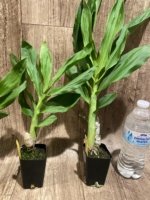 Cycnoches Cygnus Atratus 'lo' x Cyc. barthiorum 'Jungle Mist Freckles' AM/AOS (2” pot)