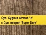 Cycnoches Cygnus Atratus 'lo' × Cyc. cooperi 'Super Dark' (2” pot) - Image 7