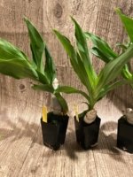 Cycnoches Cygnus Atratus 'lo' × Cyc. cooperi 'Super Dark' (2” pot) - Image 3
