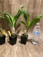 Cycnoches Cygnus Atratus 'lo' × Cyc. cooperi 'Super Dark' (2” pot) - Image 5