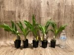 Cycnoches Cygnus Atratus 'lo' × Cyc. cooperi 'Super Dark' (2” pot) - Image 2