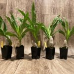 Cycnoches Cygnus Atratus 'lo' × Cyc. cooperi 'Super Dark' (2” pot)