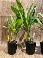 Cycnoches Richard Brandon 'Chocoflan' × Cyc. Cygnus Atratus 'Firebird' AM/AOS (2” pot) - Image 3