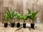 Cycnoches Richard Brandon 'Chocoflan' × Cyc. Cygnus Atratus 'Firebird' AM/AOS (2” pot) - Image 2