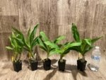 Cycnoches Richard Brandon 'Chocoflan' × Cyc. Cygnus Atratus 'Firebird' AM/AOS (2” pot) - Image 6