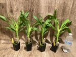 Cycnoches Richard Brandon 'Labor Day' × Cyc. cooperi 'Dark Chocolate (2  pot) - Image 4