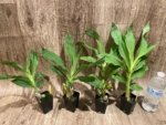 Cycnoches Baker's Paradise 'Brown Sugar' x Cyc. Brown's Choice 'Spotted Swan' (2” pot) - Image 3