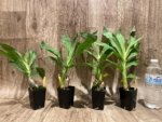Cycnoches Baker's Paradise 'Brown Sugar' x Cyc. Brown's Choice 'Spotted Swan' (2” pot) - Image 4
