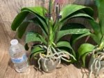 In Spikes Phalaenopsis OX Golden Star 'OX1663' × SKB Black Lace Huge Plant (4" pot) - Image 11