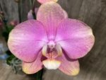 In Spikes Phalaenopsis OX Golden Star 'OX1663' × SKB Black Lace Huge Plant (4" pot) - Image 4