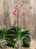 In Spikes Phalaenopsis OX Golden Star 'OX1663' × SKB Black Lace Huge Plant (4" pot) - Image 8