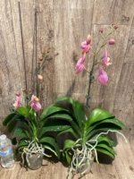 In Spikes Phalaenopsis OX Golden Star 'OX1663' × SKB Black Lace Huge Plant (4" pot) - Image 7