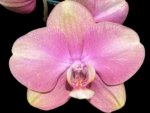 In Spikes Phalaenopsis OX Golden Star 'OX1663' × SKB Black Lace Huge Plant (4" pot)