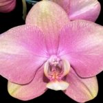 In Spikes Phalaenopsis OX Golden Star 'OX1663' × SKB Black Lace Huge Plant (4" pot)
