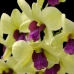Dendrobium Green Star Jumbo (2” pot)