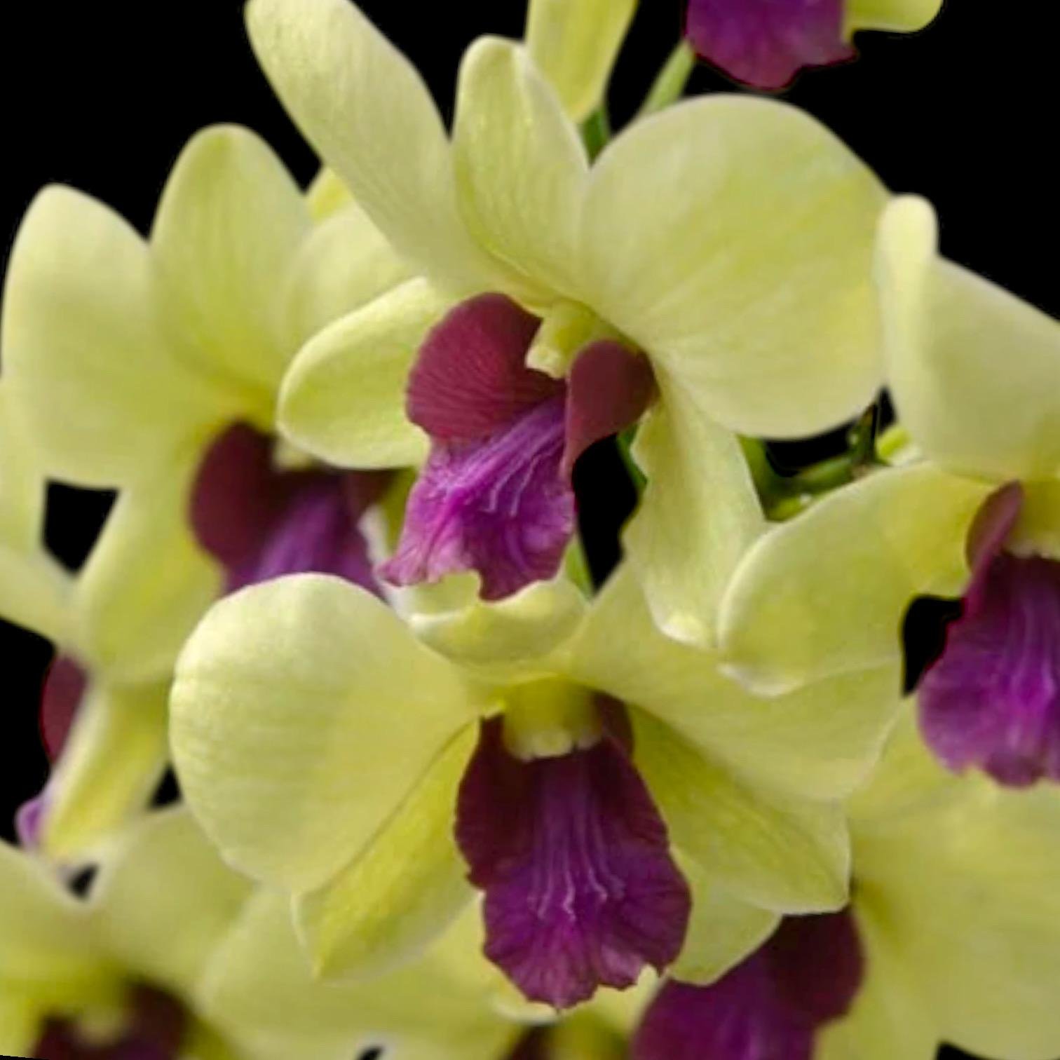 il_fullxfull.8053627858_lvse.jpg Dendrobium Green Star Jumbo (2” pot) - Image 1