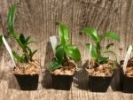 Dendrobium Green Star Jumbo (2” pot) - Image 2