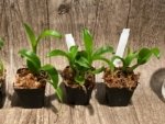 Dendrobium Green Star Jumbo (2” pot) - Image 3
