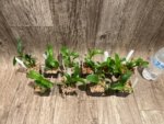Dendrobium Green Star Jumbo (2” pot) - Image 8
