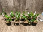 Dendrobium Green Star Jumbo (2” pot) - Image 7