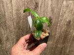 Dendrobium Green Star Jumbo (2” pot) - Image 4
