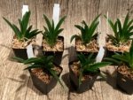 Tolumnia Popoki 'Mitzi' (2” pot) - Image 4