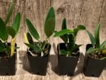 Fragrant Cattleya loddigesii aquinii 'Alvaro Perelia' × self (2” pot) - Image 4