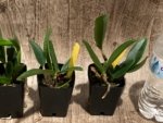 Fragrant Cattleya loddigesii aquinii 'Alvaro Perelia' × self (2” pot) - Image 5