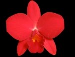 Rlc. Ability Red 'Sunset Memory' SM/JOGA (Rlc. Birthday Dream x C. Psyche) (2” pot)