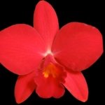 Rlc. Ability Red 'Sunset Memory' SM/JOGA (Rlc. Birthday Dream x C. Psyche) (2” pot)