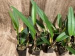 Fragrant Cattleya maxima coerulea 'Blue Sea' (2” pot) - Image 2