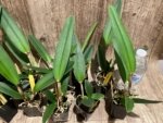 Fragrant Cattleya maxima coerulea 'Blue Sea' (2” pot) - Image 3