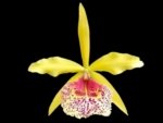 Fragrant Bc. Keowee 'Mendenhall' AM/AOS (2” pot) - Image 2
