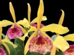 Fragrant Bc. Keowee 'Mendenhall' AM/AOS (2” pot)